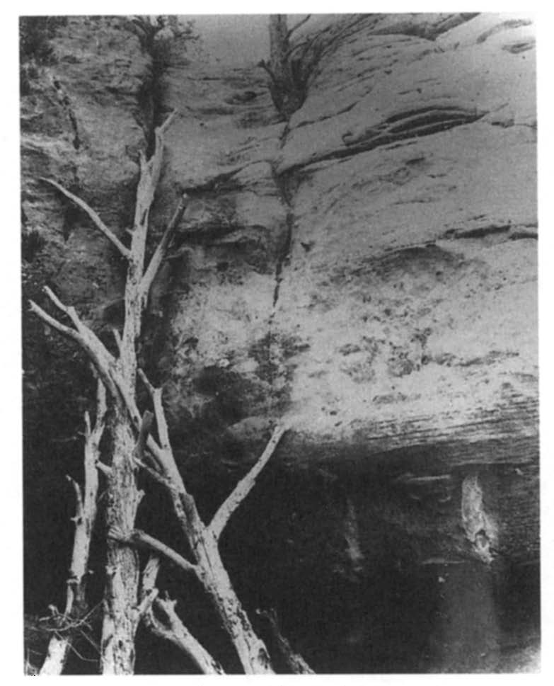 Courtesy of the New Mexico State Records Center and Archives, McNitt Photograph Collection #8619.