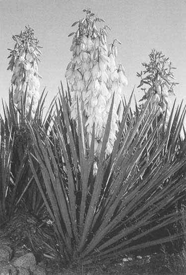 Picture of a banana yucca. Photo by Lewis E. Epple. Reprinted with permission from A Field Guide to the Plants of Arizona (Helena MT: Falcon, 1995) illustration 144