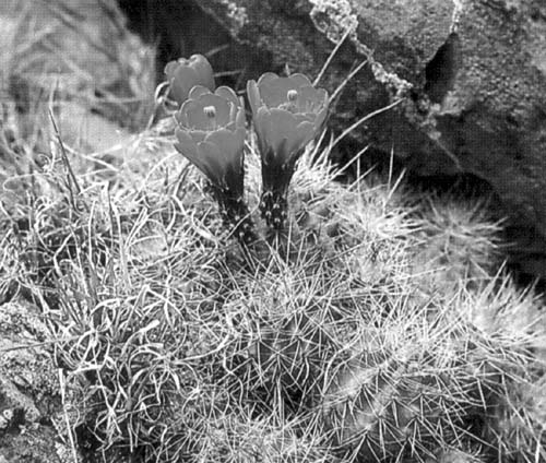 Fig. 7. Claret cup cactus. Photo by Lewis E. Epple. Reprinted with permission from A Field Guide to the Plants of Arizona (Helena MT: Falcon, 1995) illustration 124