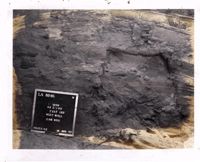 PA11455