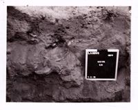 PA11494