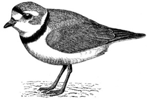 Drawing of a piping plover, adult
