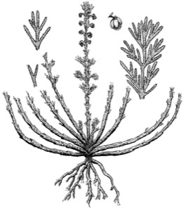 Drawing of pasture sagewort, with leaf variation and flower detail
