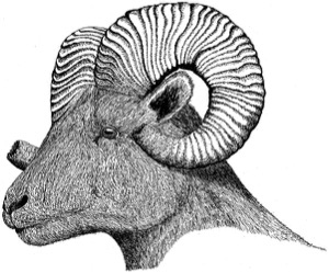 Drawing of bighorn, adult male