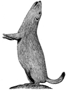 Drawing of a black-tailed prairie dog, adult (all-clear or jump-yip call)