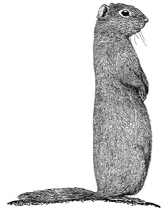Drawing of Richardsons ground squirrel, adult (picket-pin posture)