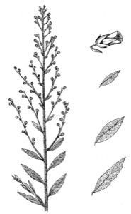 Drawing of fringed sagebrush, with leaf variation and flower detail