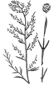 Drawing of silky wormwood, with leaf variation and flower detail