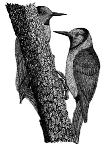 Drawing of Lewiss woodpecker, adult male (right) and female