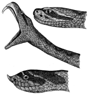 Drawing of a western rattlesnake (top and middle) and western hognose snake (bottom)