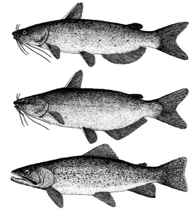 Drawing of channel catfish (top), blue catfish (middle), and cutthroat trout (bottom)